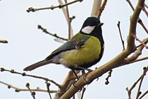 آیامی دانید مغز پرندگان پیچیده تر از پستانداران است