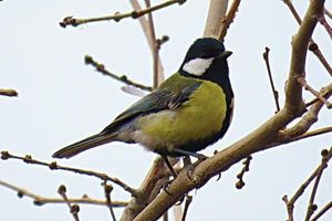 آیامی دانید مغز پرندگان پیچیده تر از پستانداران است