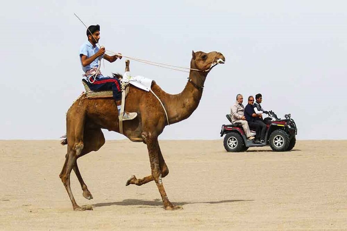مسابقات شترسواری