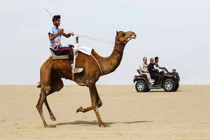 هرمزگان قهرمان مسابقات ملی شترسواری کشور شد