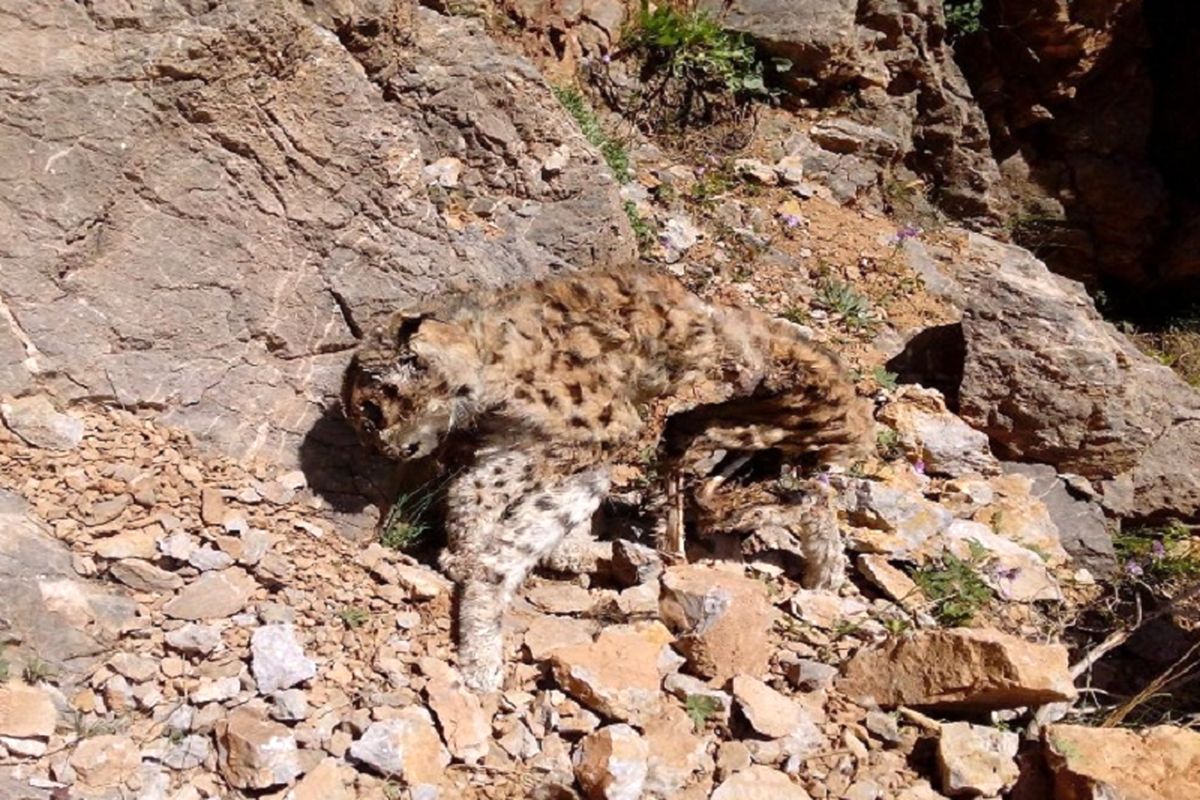 اصفهان- کشف لاشه سیاهگوش