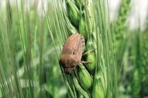 مبارزه با آفت سن گندم به پایان رسیده است