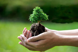 عزم مدیریت شهری برای کاهش فاصله سرانه فضای سبز کاشان با استاندارد کشوری 