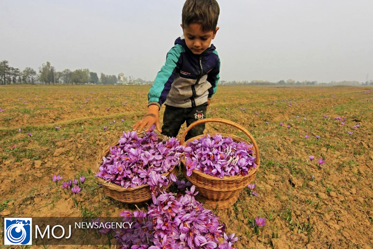 فصل برداشت زعفران در هند
