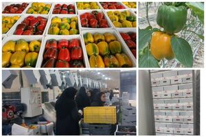 صادرات ۷۶۰ تن محصولات گلخانه ای از بیضا به اوراسیا 
