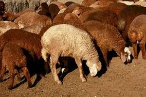 گوشت قرمز گران شد / مصرف گوشت سفید دوبرابر استاندارد جهانی است