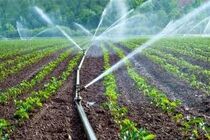قرارداد کشت فراسرزمینی در ۴۰۰ هزار هکتار منعقد شده است