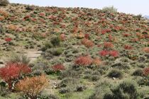 بهره گیری از ظرفیت جوامع محلی در احیا منابع طبیعی