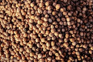 کشف بیش از یک تن گردو قاچاق در خوروبیابانک