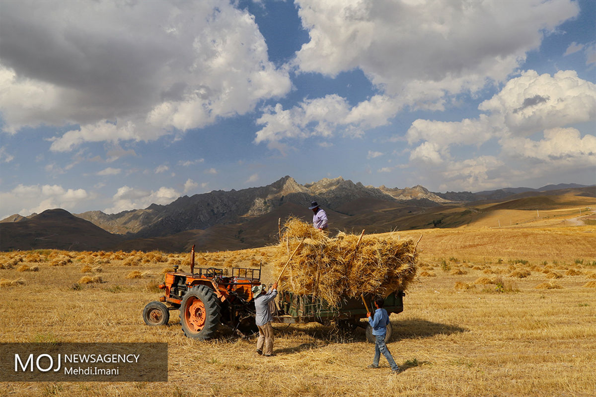 برداشت گندم در شهرستان اهر