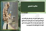 راهنمای جامع معافیت تحصیلی/ از تمدید تا استعلام در ۵ دقیقه