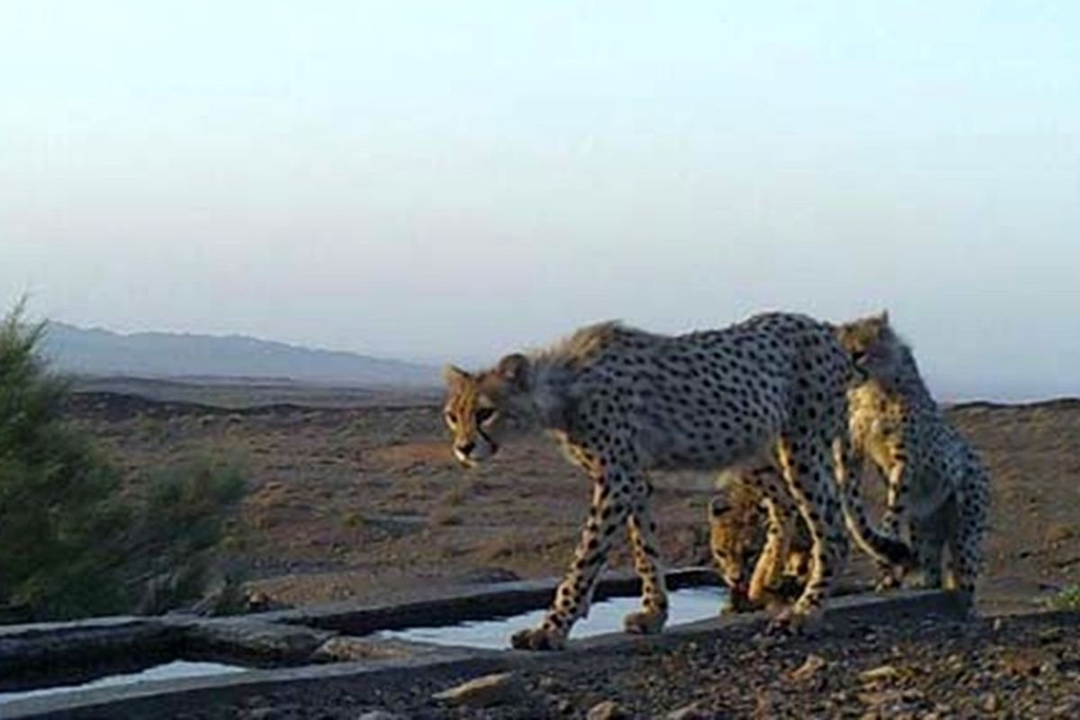 یوزپلنگ