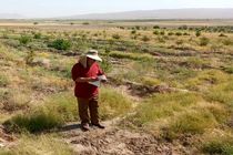 کاهش ۲۰ درصدی سطح کشت زعفران در سال جاری