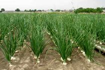 رتبه اول اصفهان در تولید پیاز کشت نشایی در کشور