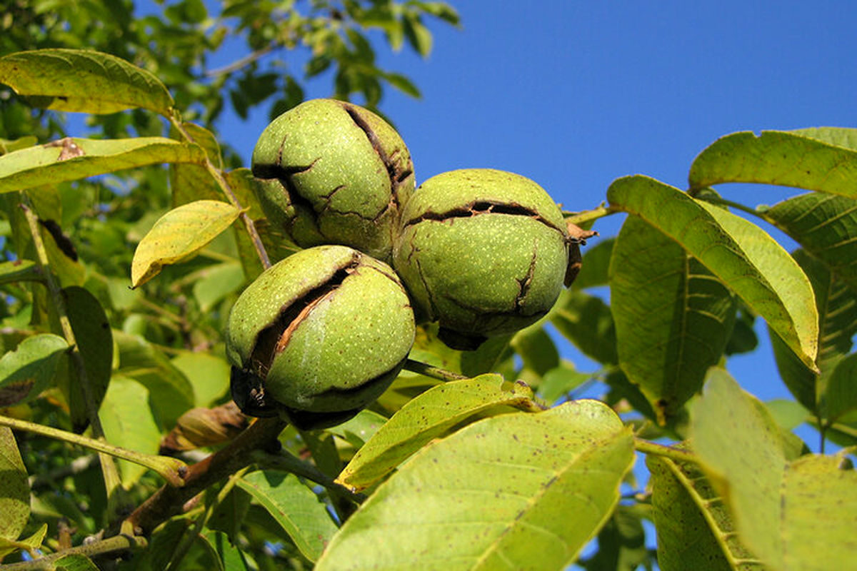 برداشت از باغ های گردوی شهرستان بردسکن