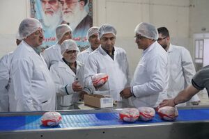 مسئولان استانی بر سلامت و تامین پایدار مرغ در مازندران تاکید کردند