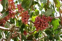 استان یزد ۵۵ هزار هکتار باغ بارور در پسته دارد