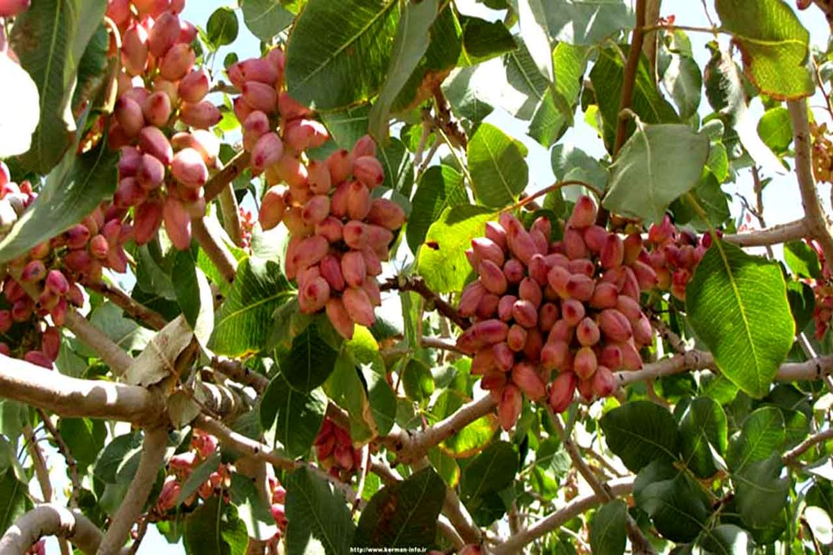 اراضی پسته خوشاب