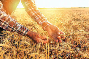 پرداخت 105 هزار میلیارد ریال وجوه خرید تضمینی گندم با عاملیت بانک کشاورزی