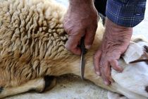 خودداری از کشتار دام در معابر عمومی