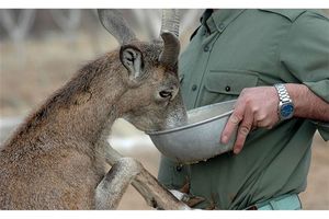 امکانات و تجهیزات موجود، جوابگوی حفاظت از محیط زیست کشور نیست