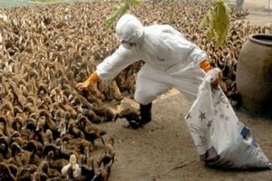 آنفلوآنزای فوق حاد پرندگان به صنعنت طیور 2 هزار میلیارد تومان خسارت وارد کرد
