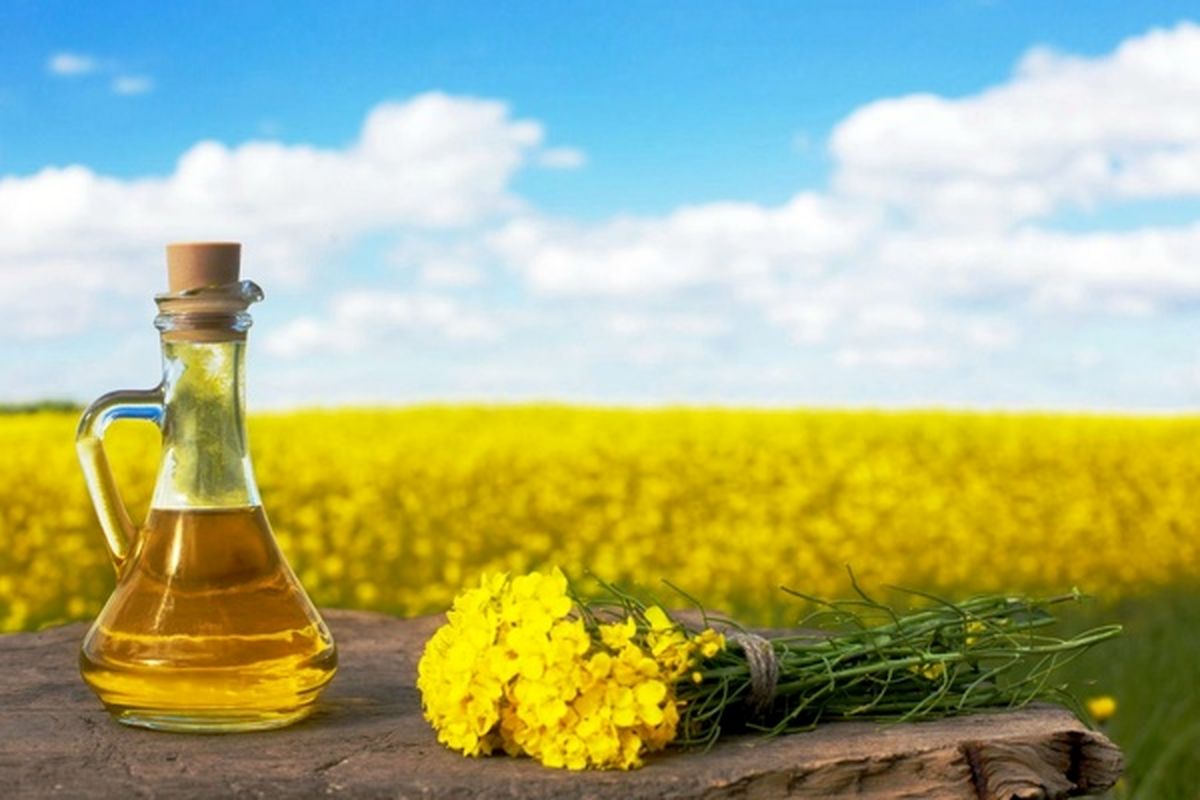  کشتزار‌های کلزا خراسان رضوی 