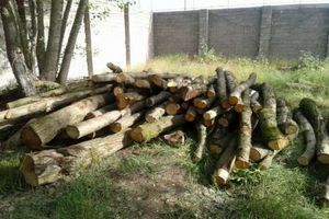 20 تن چوب بلوط قاچاق در نجف آباد کشف شد