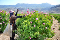  گل محمدی فارس؛ با برندسازی مناسب وارد بازار جهانی شود