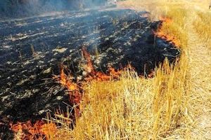 آتش‌زدن بقایای کشاورزی  مجازات سنگین دارد 