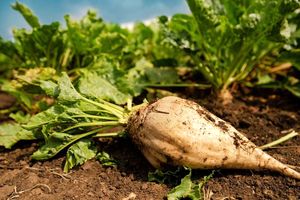 پیش بینی خرید ۱۰ هزار تن چغندرقند از کشاورزان بیضا 