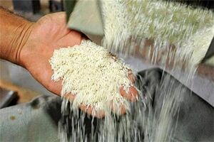 هدفگذاری ۵ ساله برای خودکفایی ۹۰ درصدی تولید برنج