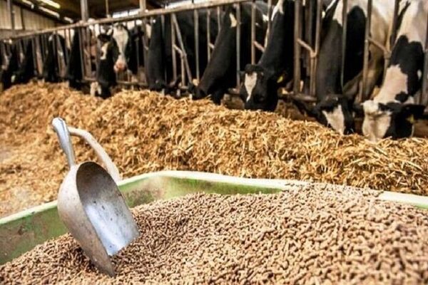 حفظ ثبات در بازار نهاده‌های دامی در دستور کار دولت است