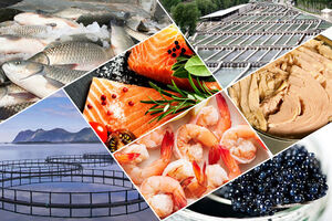 Rise in Iran's fishery export