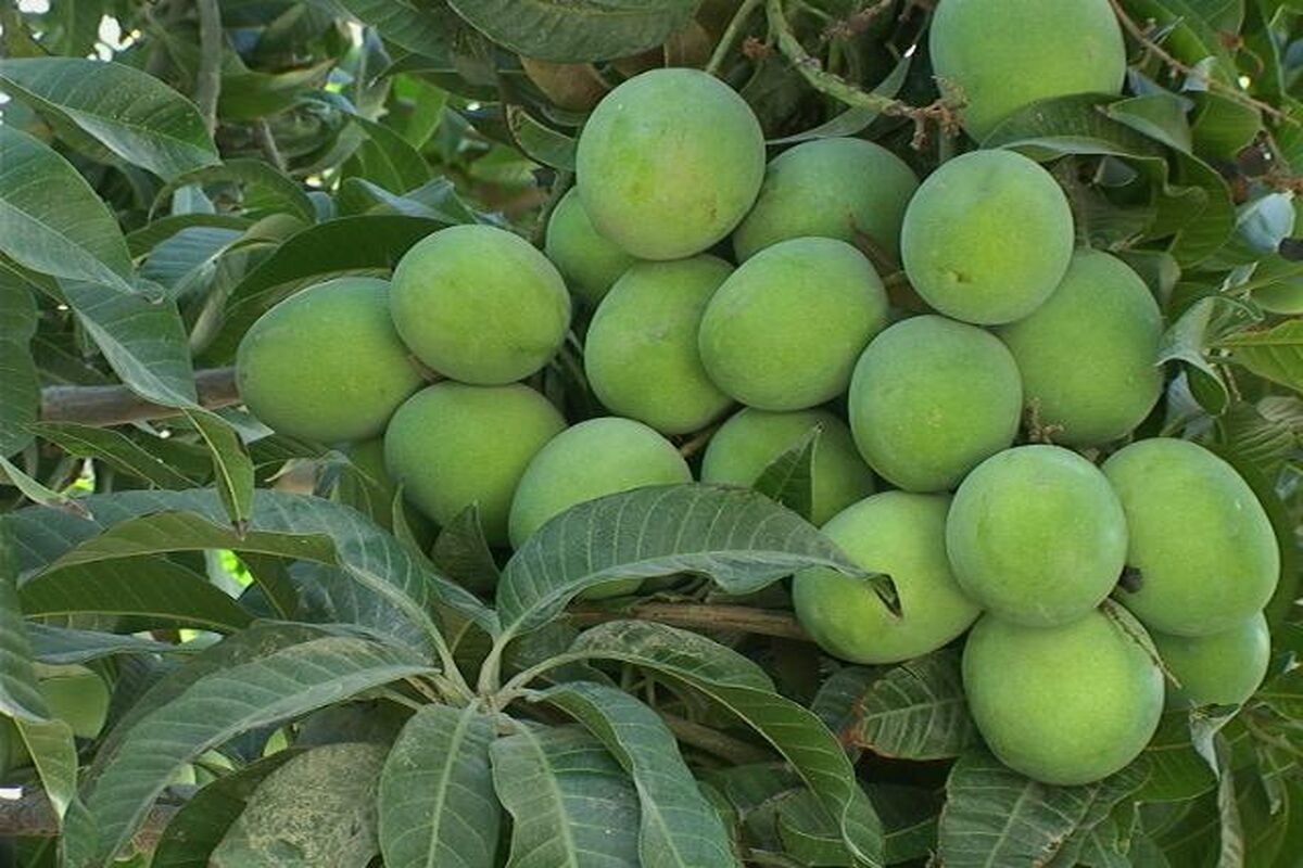 برداشت انبه