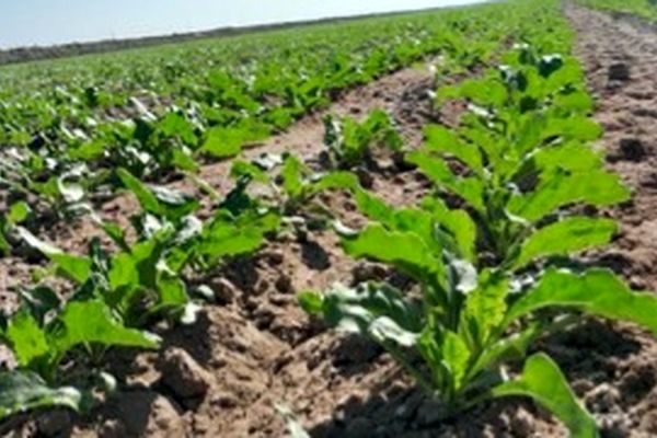 ۳۲۹۴ پروژه بخش کشاورزی در دهه فجر سالجاری افتتاح می‌شود