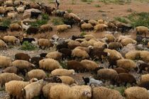 بیماری‌های دامی در مازندران ۲۸ درصد کاهش یافت