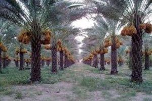 پوشش 120 هکتاری آبیاری کم فشار زمین های کشاورزی خرمشهر 