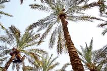 آغاز برداشت رطب از نخلستان‌های توکهور و هشتبندی 