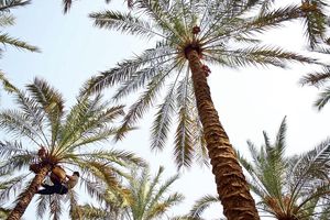 آغاز برداشت رطب از نخلستان‌های توکهور و هشتبندی 