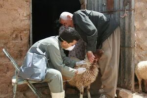 واکسن‌های دامی در خوزستان تامین شد