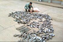 قتل عام 368 قطعه پرنده یا کریم در شادگان و دستگیری شکارچیان غیر مجاز