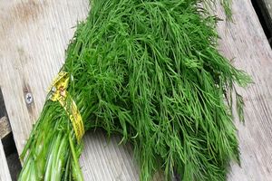 فواید شوید در درمان دیابت را بشناسیم