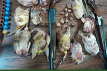 شکارچی غیرمجاز در ارتفاعات بهشهر دستگیر شد