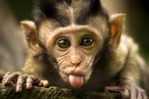 ایکس‌باکس بازی میمون ها را ببینید