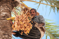 رطب آل مهتری به بازار آمد