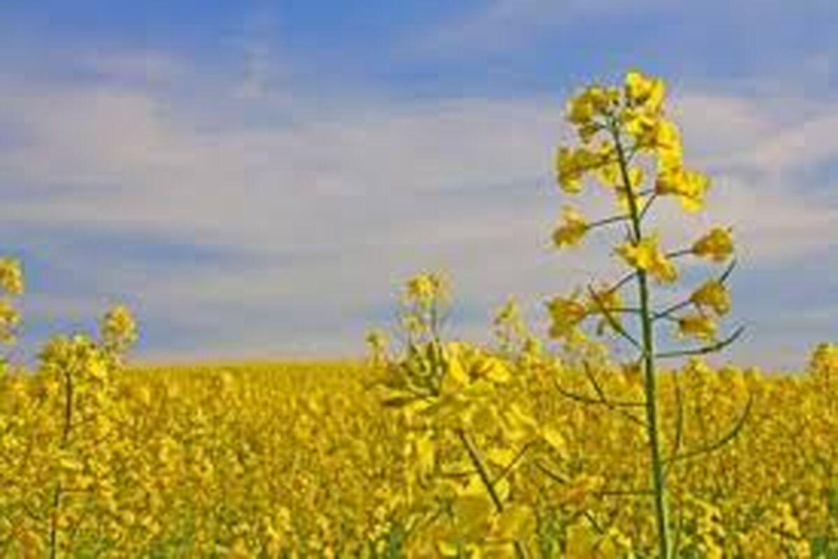 اصفهان - تولید کلزا