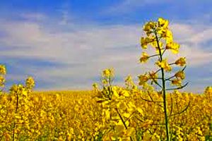 افزایش ۸۰ درصدی تولید کلزا در استان اصفهان