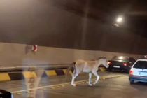 حضور یک اسب وحشی در آزادراه تهران شمال + فیلم
