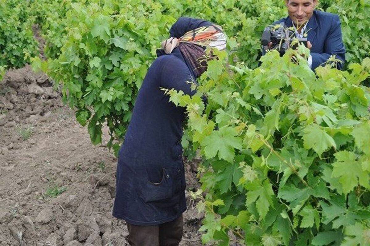  باغهای انگور
